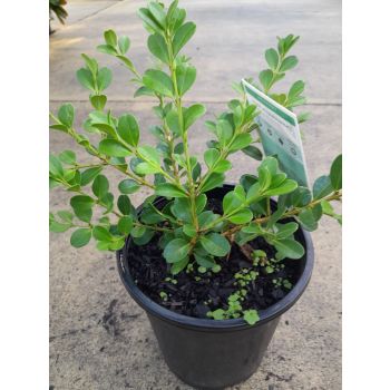 Buxus microphylla japonica 14cm pot.
