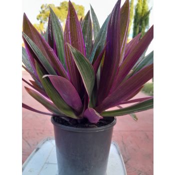 RHOEO Stripe ME Pink 14cm Pot