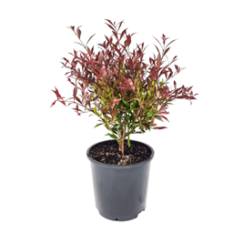 Hedging or Screening plants