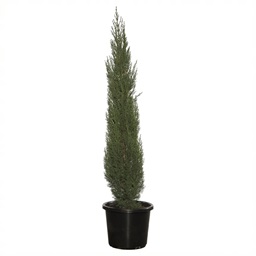 Conifer