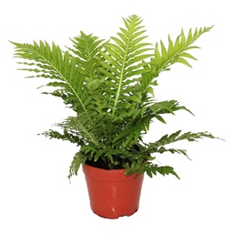 Ferns