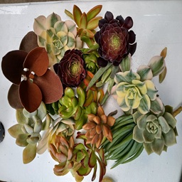 Cuttings and Bare-rooted Succulents